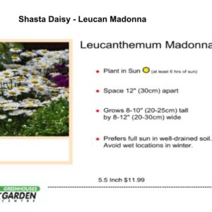 Shasta Daisy - Leucan Madonna