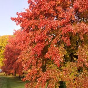Sienna Glen® Maple
