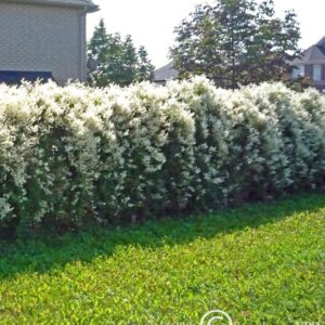 Silver Lace Vine