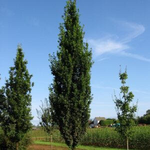 Skinny Genes® Oak