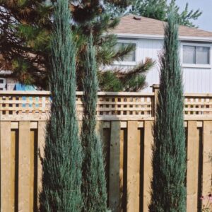 Skyrocket Juniper