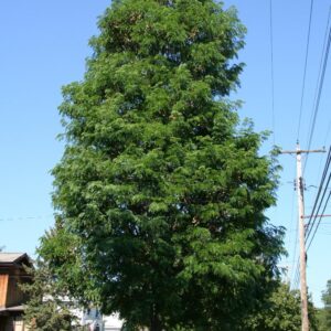 Street Keeper® Honeylocust