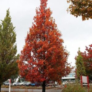 Streetspire® Oak