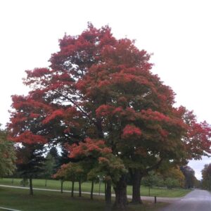 Sugar Maple