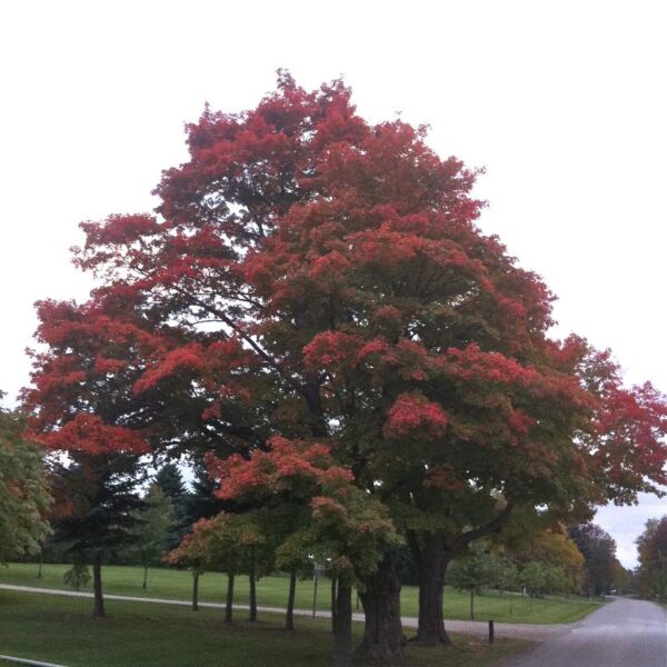 Sugar maple