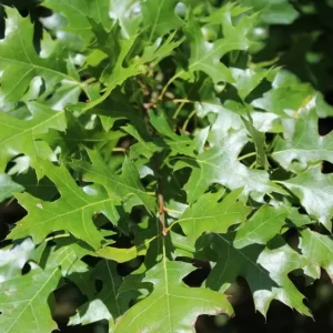 Swamp Spanish oak