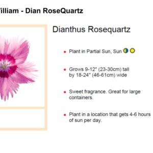 Sweet William - Dian RoseQuartz