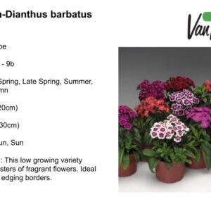 Dianthus barbatus