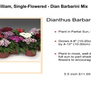 Sweet William, Single-Flowered Type - Dian Barbarini Mix
