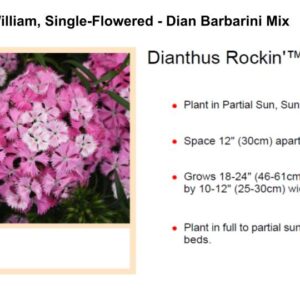 Sweet William, Single-Flowered Type - Dian Rockin' Pink Magic