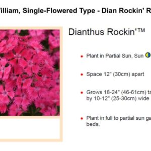 Sweet William, Single-Flowered Type - Dian Rockin' Rose