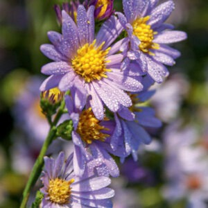 Symphyotrichum laeve