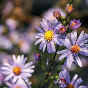 Symphyotrichum oolentangiense