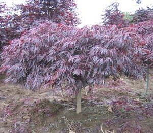 Tamukeyama Japanese Maple