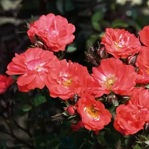 The Coral Drift Rose std
