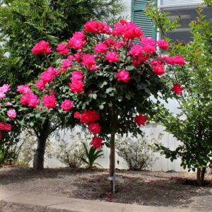 The Double Knock Out Rose std