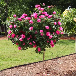 The Pink Double Knock Out Rose std