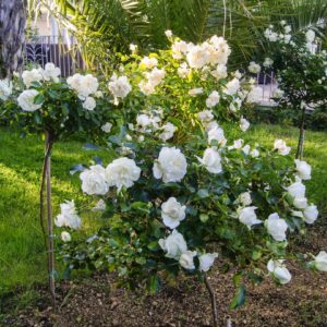 The White Drift Rose std