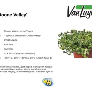 Thymus c.'Doone Valley'