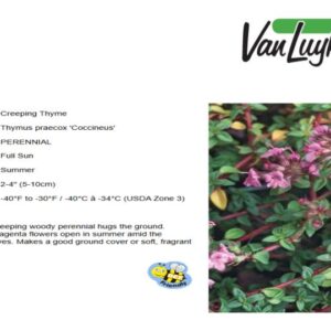 Thymus p.'Coccineus'