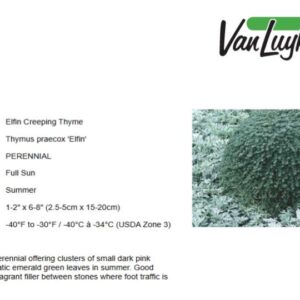 Thymus p.'Elfin'