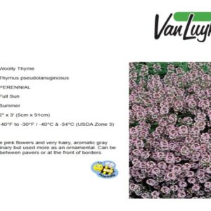 Thymus pseudolanuginosus