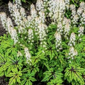Tiarella 'Cutting Edge' PW