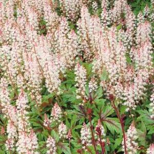 Tiarella 'Sugar & Spice'