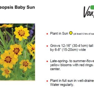 Tickseed Coreopsis Baby Sun