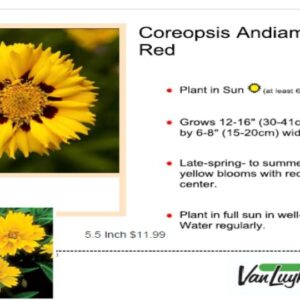 Tickseed Yellow Red Eye - Coreopsis grandiflora