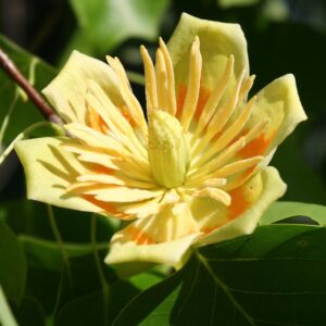 Tulip tree