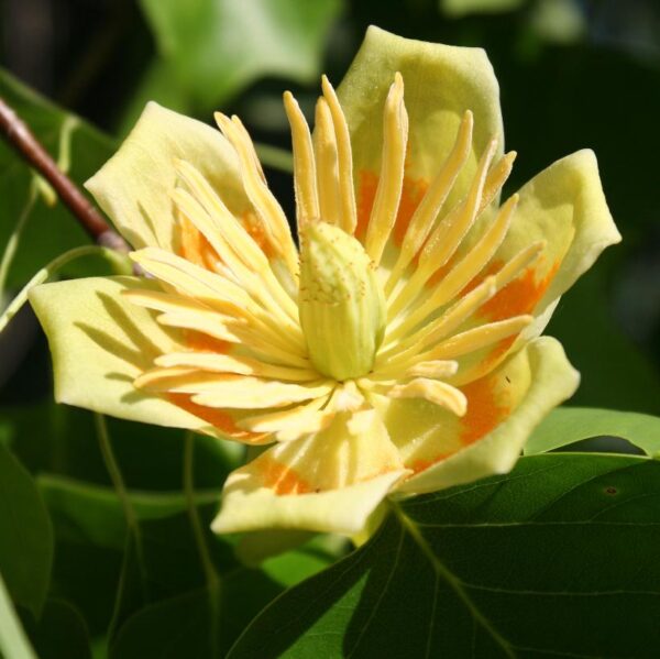 Tulip tree