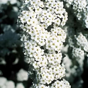 Vanhoutte spirea