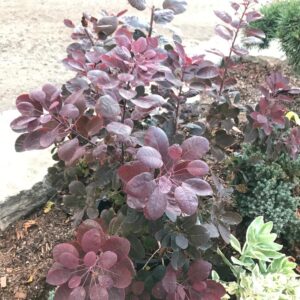 Velveteeny™ Compact Smokebush