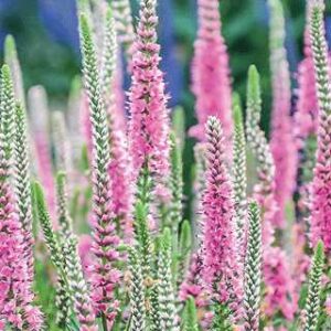 Veronica l.'Skyward Lilac'