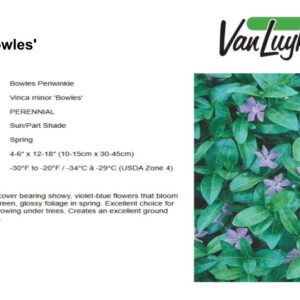 Vinca m.'Bowles'