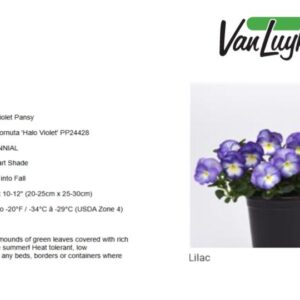 Viola Lilac