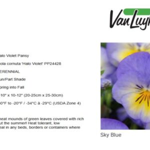 Viola 'Halo Sky Blue'