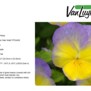 Viola 'Halo Lemon Frost'