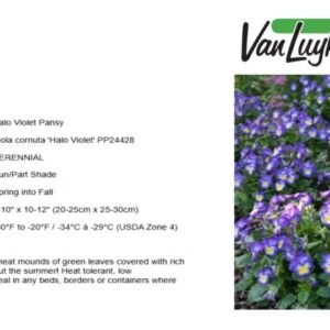 Viola 'Halo Lilac'