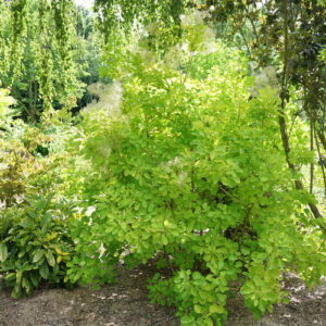 Winecraft Gold® Smokebush