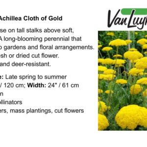 Yarrow-Achillea Cloth of Gold