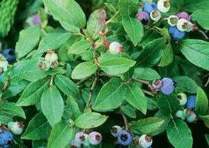 common lowbush blueberry angustifolium