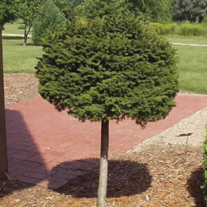little gem norway spruce std
