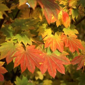 red-bark vine maple