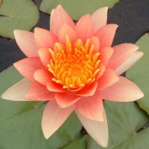 Comanche Hardy Water Lily