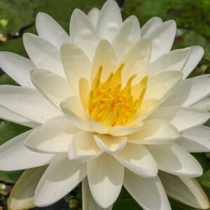 Denver - Hardy Water Lily