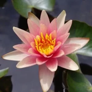 Little Sue - Hardy Water Lily